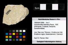 Foto (Objekt + Etiketten) von Goniodromites bidentatus (Reuss, 1858) 